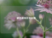 德信德州扑克归责