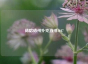 德信德州扑克直播2017