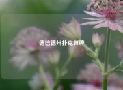 德信德州扑克算牌