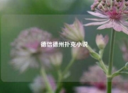 德信德州扑克小说